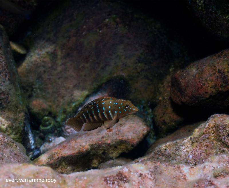 Tanganicodus irsacae 'Kigoma'